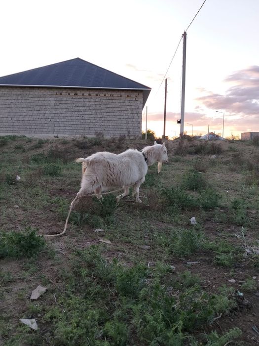 Орыс ешкі сатылады