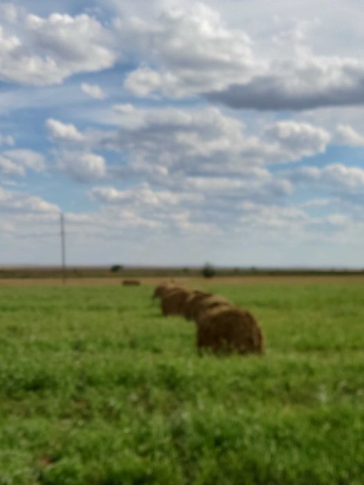 Сено суданской травы