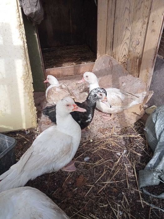 Продам индоуток молодых