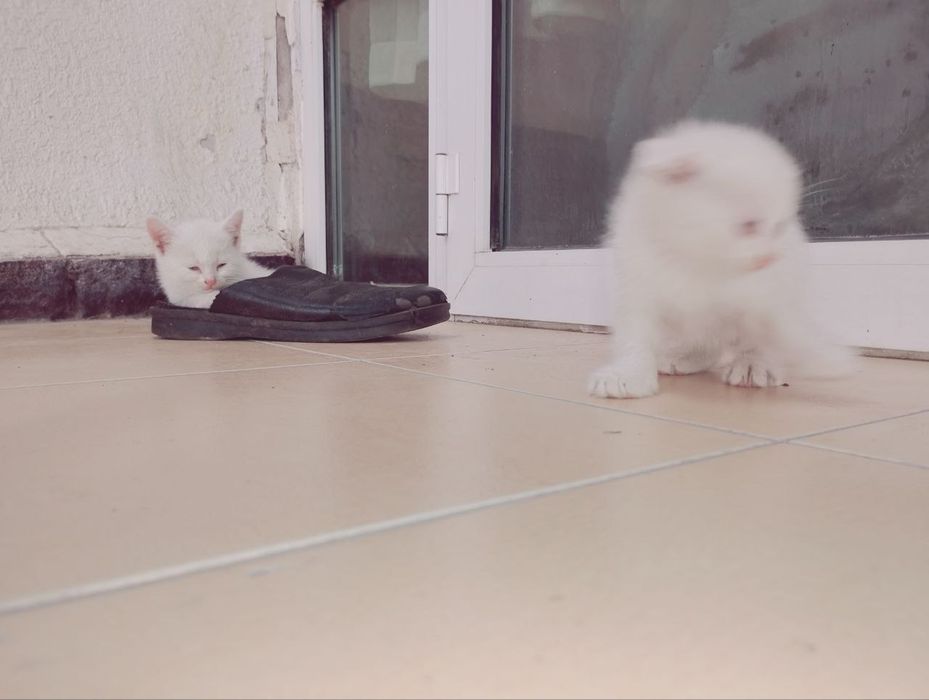 Продаются пародистые  котята