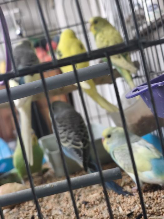 Папагали вълнисти различни цветове