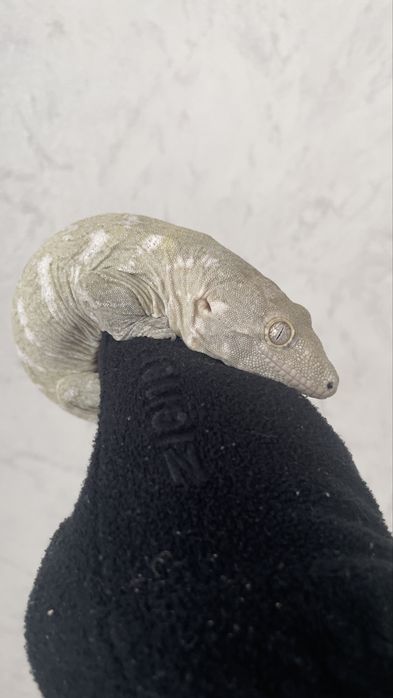 Гигантский бананоед