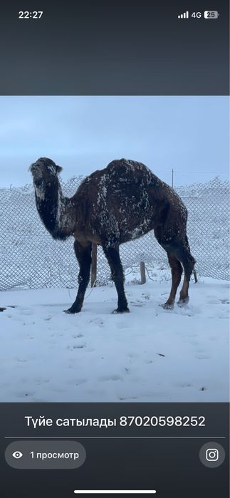 Түйе сатылады бесіктінікі