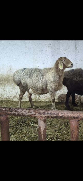 Арашан қойлар - Арашаны овцематки