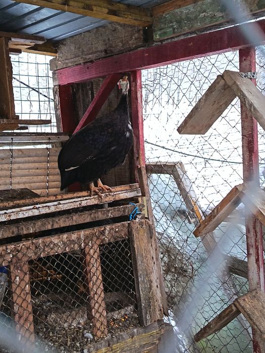 Bibilica total purple mascul