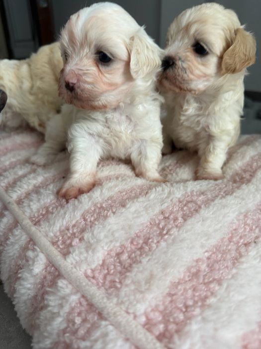 Bichon  maltez.