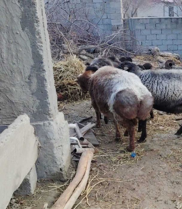 Qo'y sotiladi yeb ochish joyida