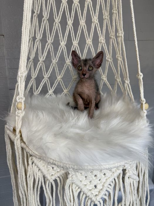 Lykoi cu pedigree (diferit de Sphynx)