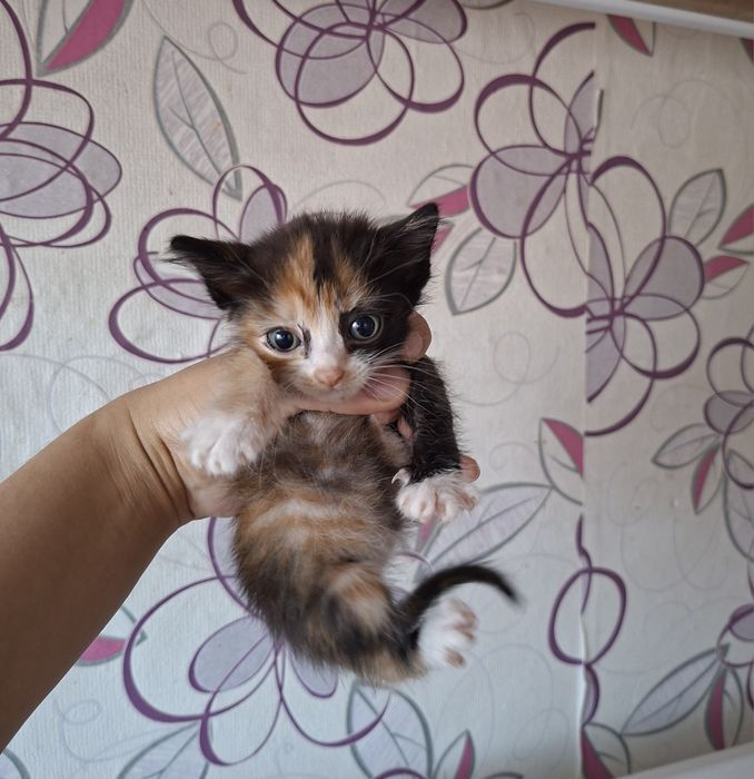 Отдадим котят  в добрые руки