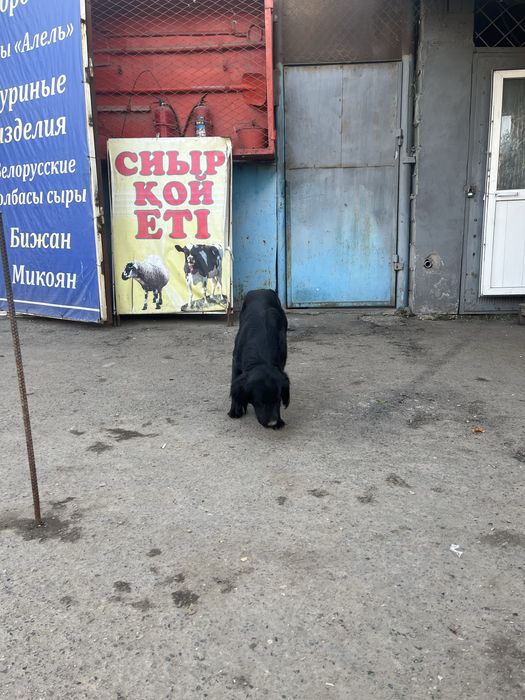 Жоғалған ит - Потеряшка