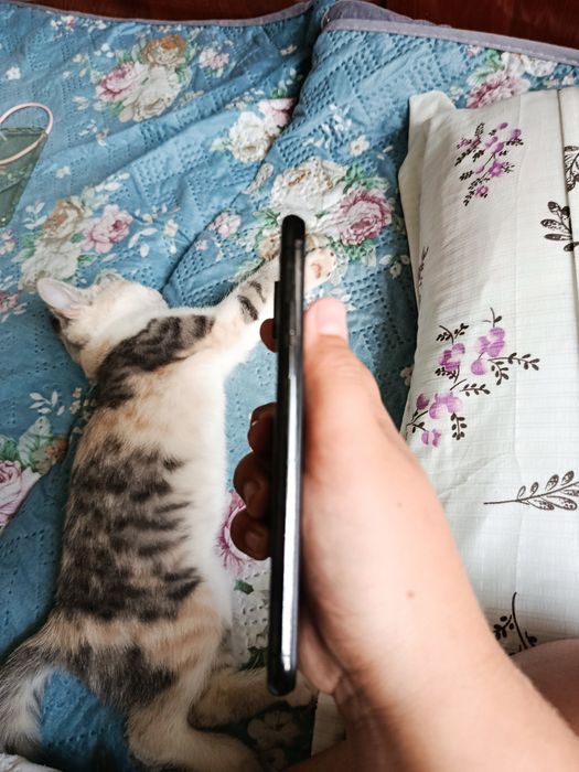Iphone X идеал сос