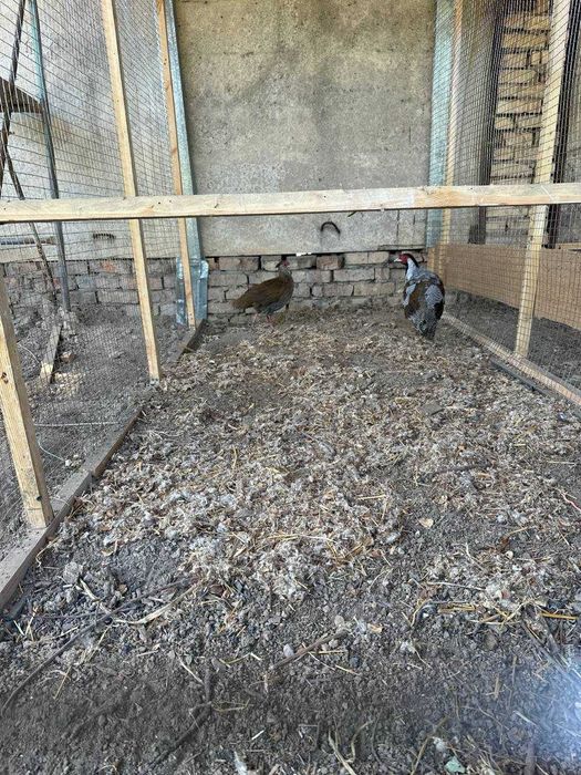 Продам пару серебристых фазанов (самец и самка), молодые