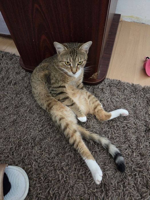 Dau spre adopție cățeluș si 2 pisicuțe