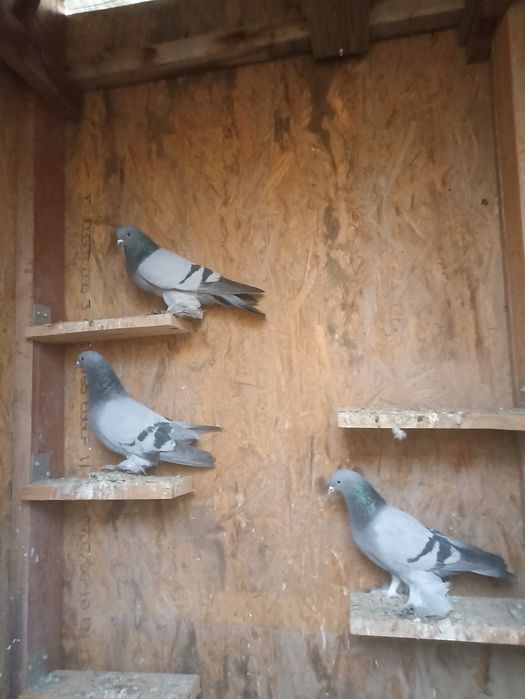 Продаются сизые лысые