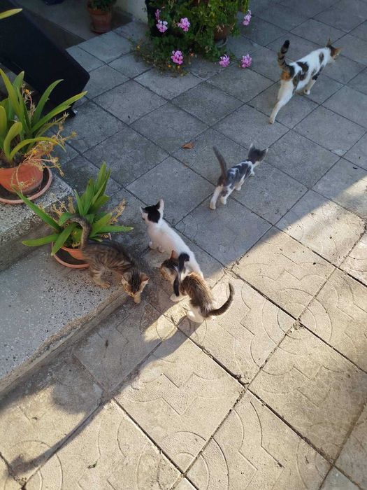 Котка подарявам
