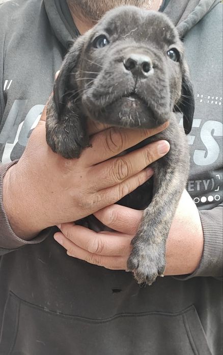 Сиви тигрови канекорсо кутрета