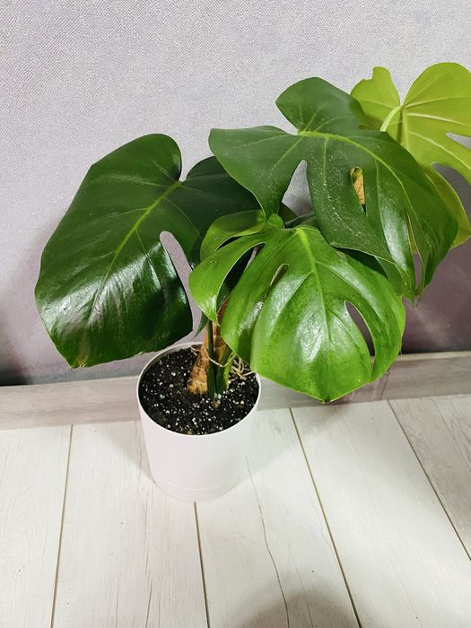 Продам цветы пересажены в хороший грунт , многие в стильном горшке