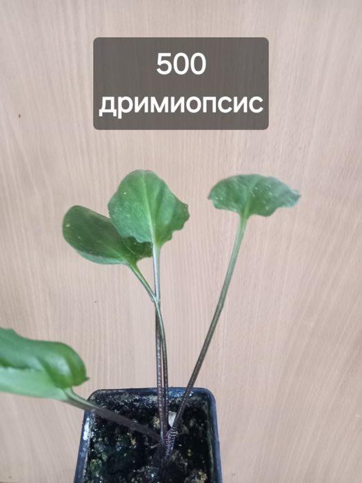 комнатные растения