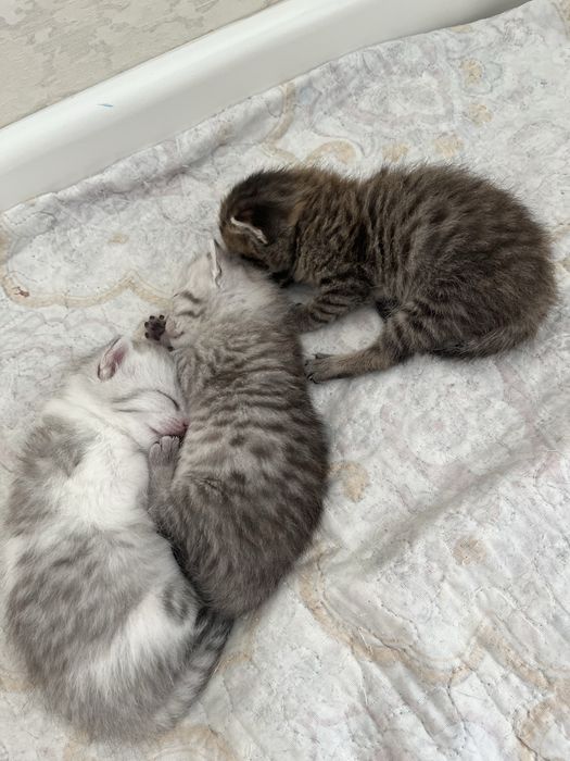 Продаю котят в добрые руки