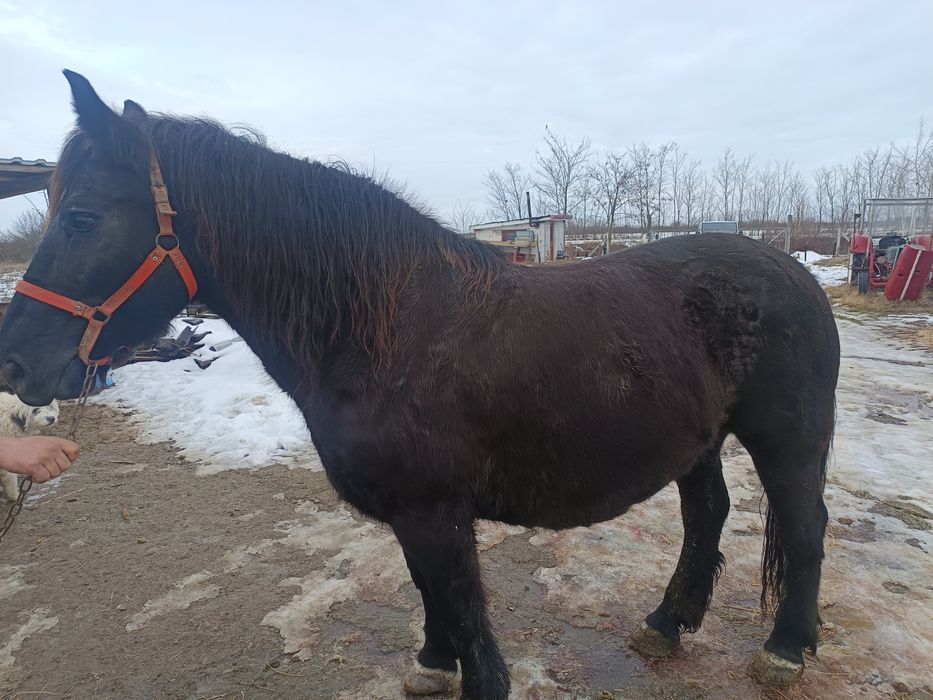 Vând o iapă de 9 ani