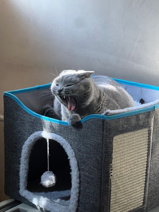 Отдам кота в добрые руки