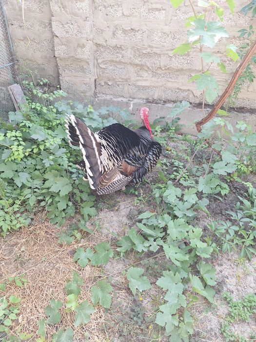 Kurka xòroz sotiladi