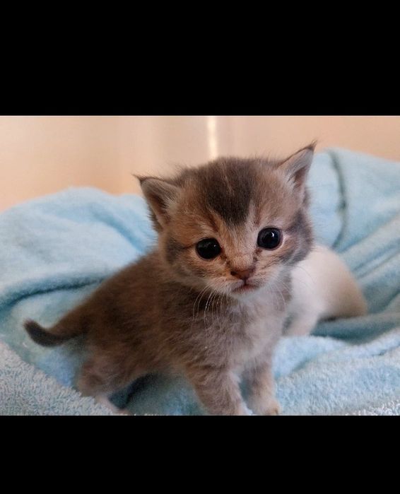 Котята шиншиллы  1 месячные