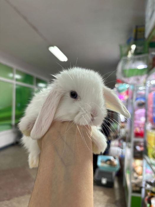 Кролики карликовые