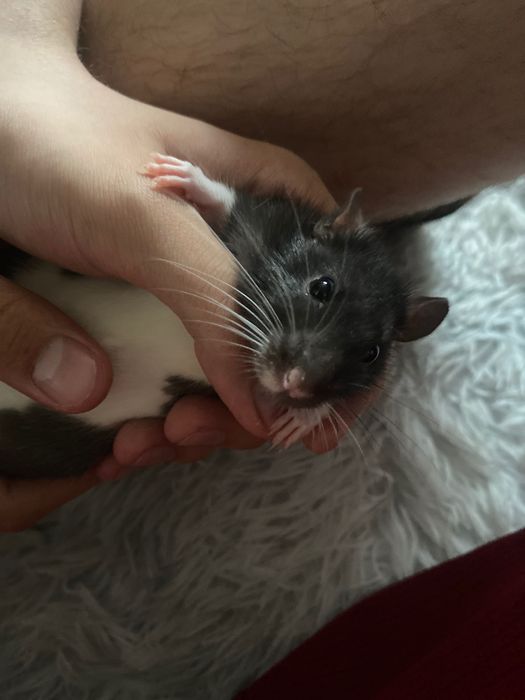 Крысы Дамбо бесплатно