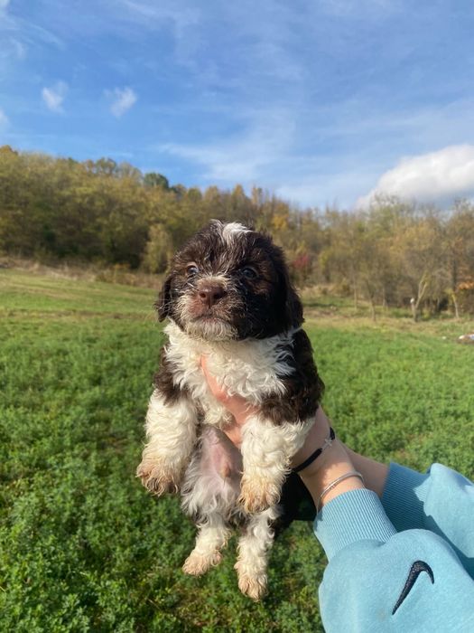 Cățeluși pentru adopție responsabilă!