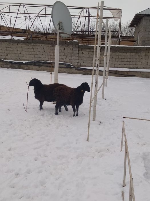 Тоқты,1 жасар.  қошқарлар,  срочно