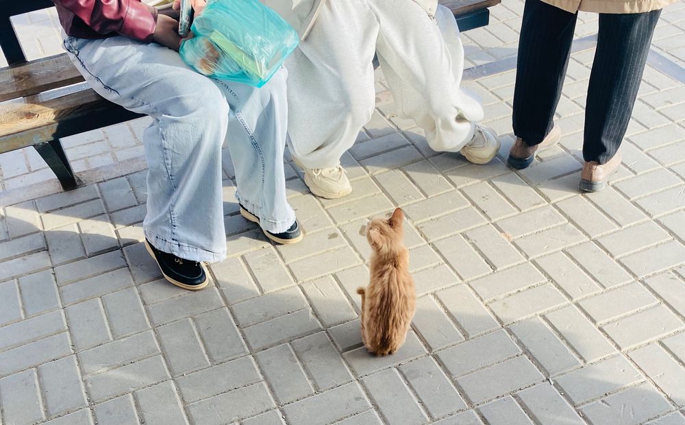 Кошка кошка нур сити