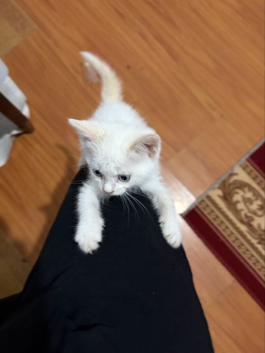 Срочно отдам котенка девочка
