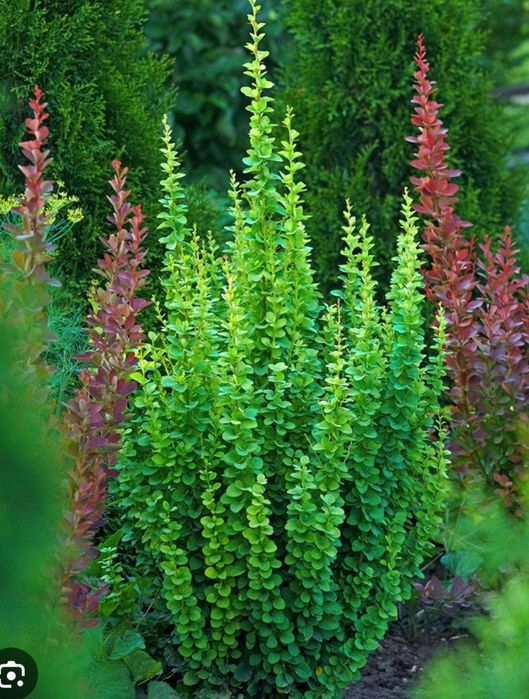 Барбарис- декоративный кустарник