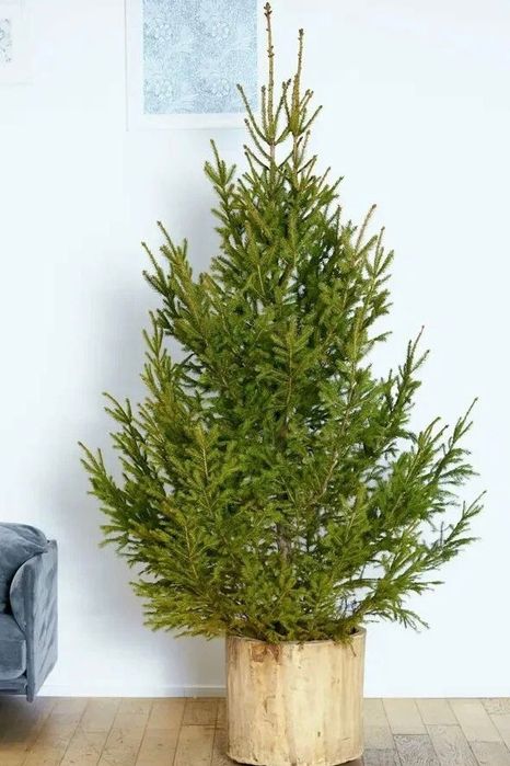 Саженцы в актобе