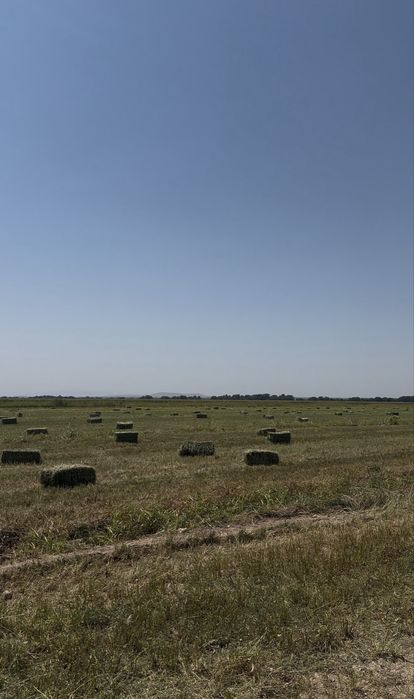 Жонышқа сатылады, люцерна клевер