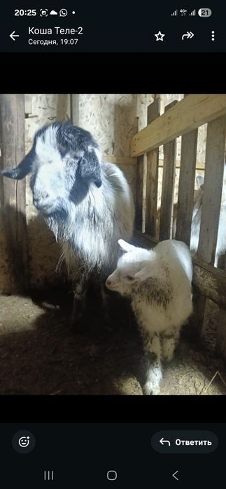 Лакты ешкилер сатылады