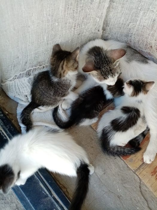 Отдам котят бесплатно