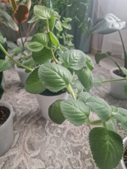 Продам цветы комнатные мята два вида