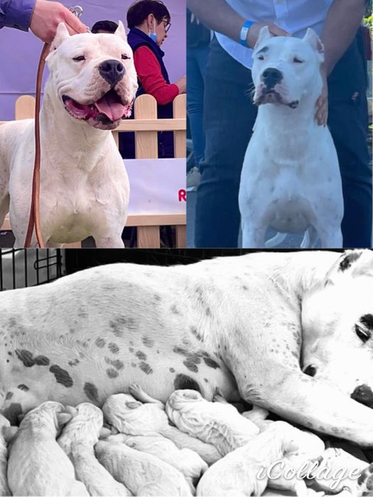 Femela Dog Argentinian/Pedigree