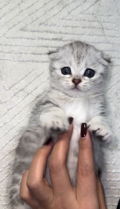 Шотландский вислоухий