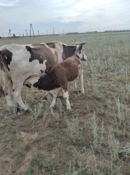 Продам дойных коров.