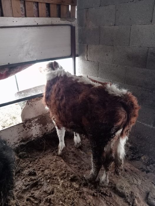 Продам бычок 8 месяц