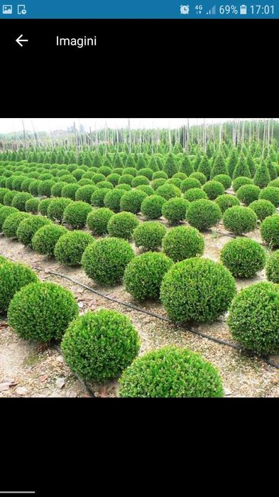 Plante ornamnetale