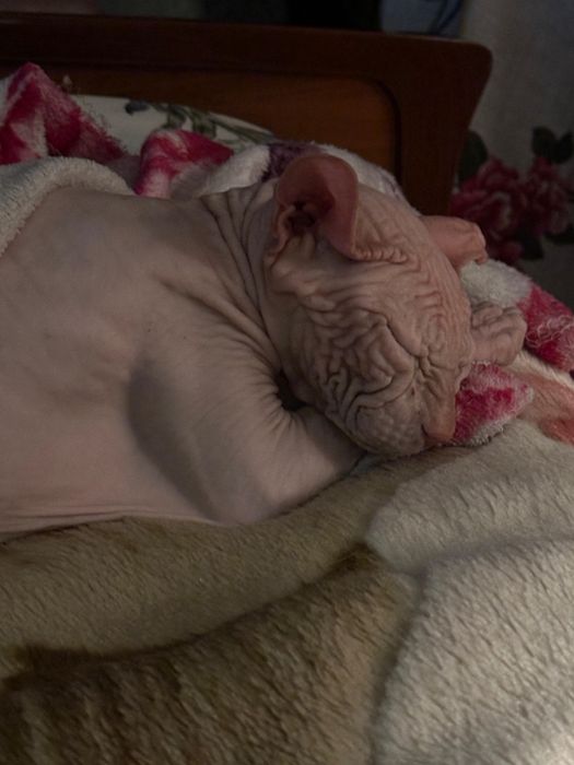 Котик сфинкс в добрые руки