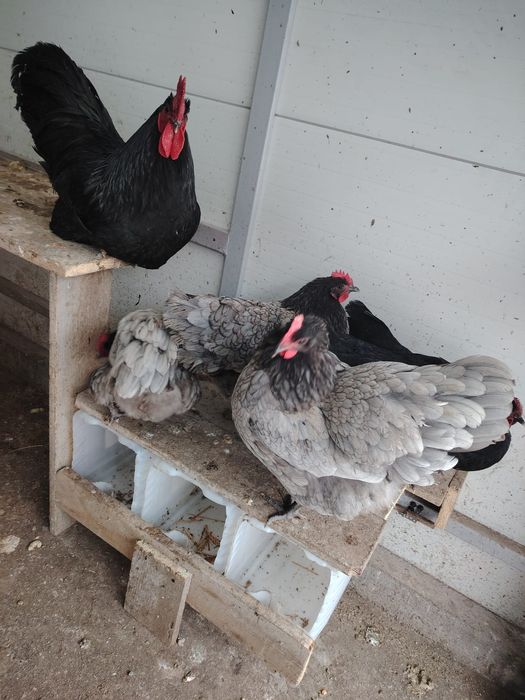 Vând ouă gaina  Australorp albastru și negru. Pentru incubat