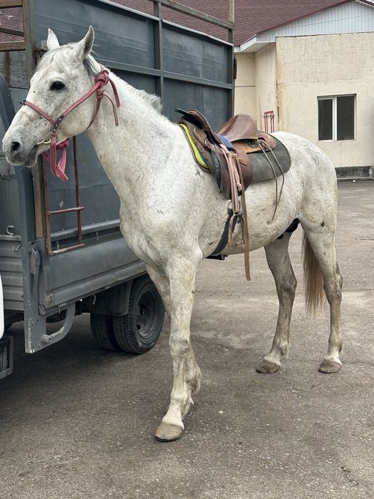 Айгыр жеребец лошадь конь