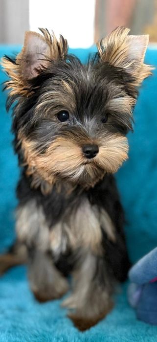 pui Yorkshire Terrier