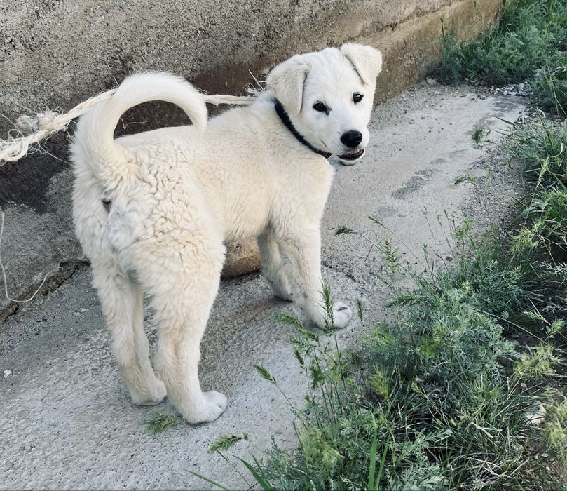 Акбаш Ұрғашы/Девочка