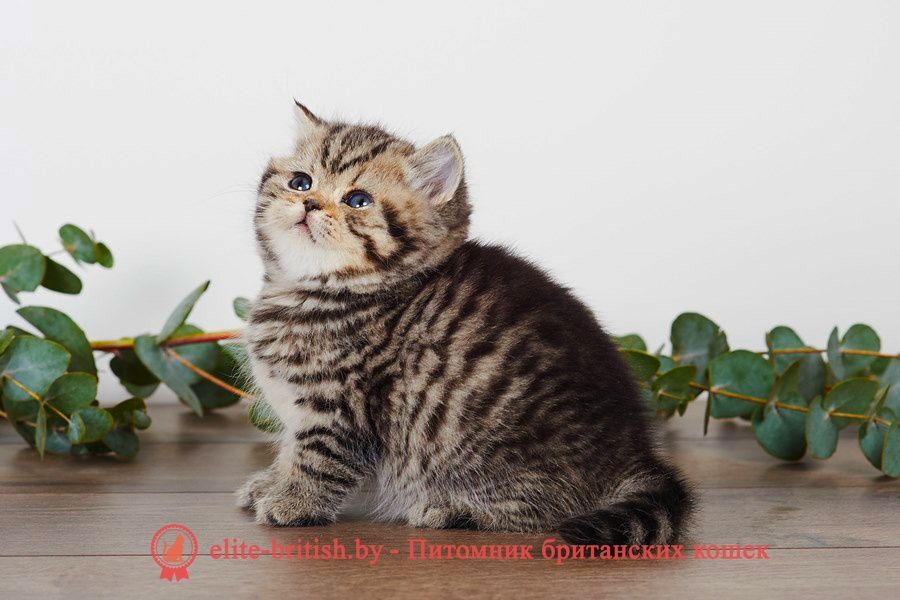 Шотландские Скоттиш Страйт